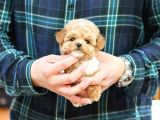 TOY POODLE YAVRULARIM