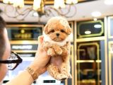 TOY POODLE YAVRULARIM