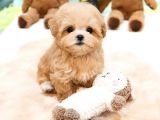 TOY POODLE YAVRULARIM