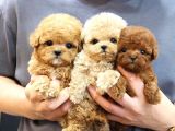 TOY POODLE YAVRULARIM