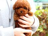 TOY POODLE YAVRULARIM