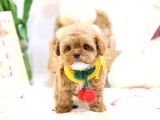 TOY POODLE YAVRULARIM