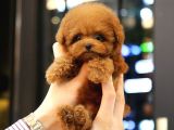 TOY POODLE YAVRULARIM