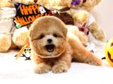 TOY POODLE YAVRULARIM