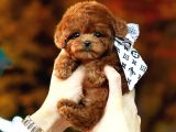 TOY POODLE YAVRULARIM