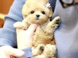 TOY POODLE YAVRULARIM