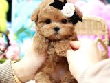 TOY POODLE YAVRULARIM