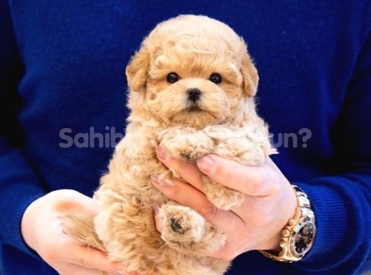 TOY POODLE YAVRULARIM