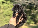 SİYAH TOY POODLE ORJİNAL BEBEKLER 