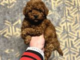 RED BROWN TOY POODLE BEBEKLER