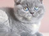 Gri Tüy Yumağı British Shorthair