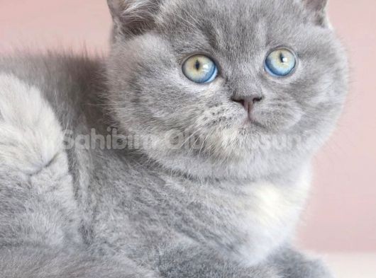 Gri Tüy Yumağı British Shorthair