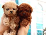 TOY POODLE YAVRULARIM