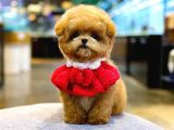 TOY POODLE YAVRULARIM