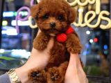 TOY POODLE YAVRULARIM