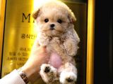 TOY POODLE YAVRULARIM