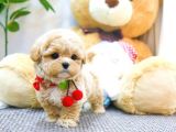 TOY POODLE YAVRULARIM