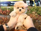 TOY POODLE YAVRULARIM