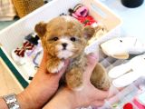 TOY POODLE YAVRULARIM