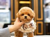 TOY POODLE YAVRULARIM