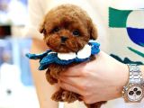 TOY POODLE YAVRULARIM