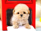 TOY POODLE YAVRULARIM