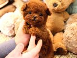 TOY POODLE YAVRULARIM