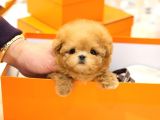 TOY POODLE YAVRULARIM