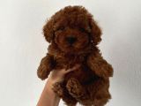 Mini boy puppy kıpkırmızı ev üretimi  TOOY POODLE 