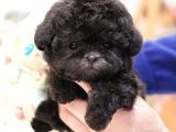 TOY POODLE YAVRULARIM