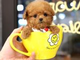 TOY POODLE YAVRULARIM