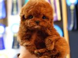 TOY POODLE YAVRULARIM