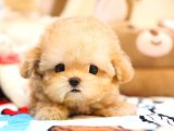 TOY POODLE YAVRULARIM