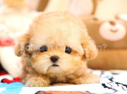 TOY POODLE YAVRULARIM