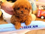 TOY POODLE YAVRULARIM