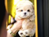 TOY POODLE YAVRULARIM