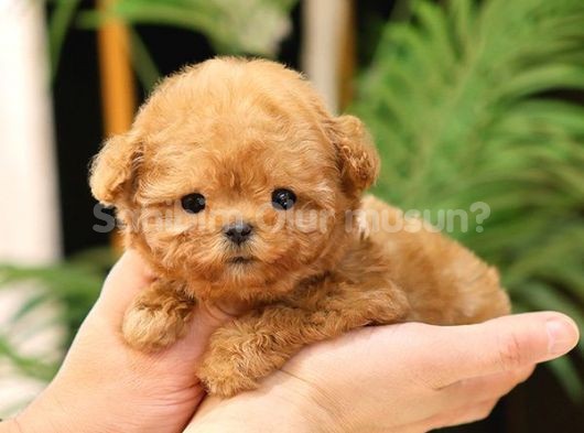 TOY POODLE YAVRULARIM