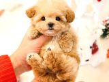 TOY POODLE YAVRULARIM