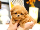 TOY POODLE YAVRULARIM