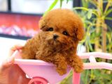 TOY POODLE YAVRULARIM