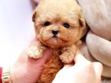 TOY POODLE YAVRULARIM