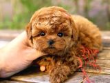 TOY POODLE YAVRULARIM