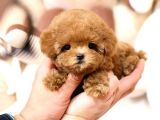 TOY POODLE YAVRULARIM