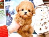 TOY POODLE YAVRULARIM