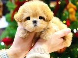 TOY POODLE YAVRULARIM