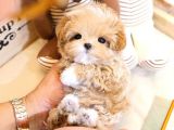 TOY POODLE YAVRULARIM