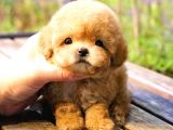 TOY POODLE YAVRULARIM