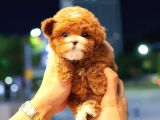 TOY POODLE YAVRULARIM