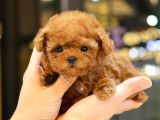 TOY POODLE YAVRULARIM