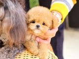 TOY POODLE YAVRULARIM